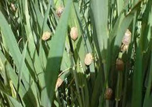 مورد بررسی قرار گرفتن کانون‌های بومی ملخ در لرستان