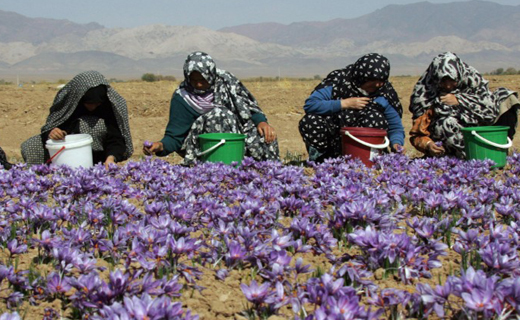 زعفران خراسان شمالی، چشم انتظار ساماندهی /فاروج قطب تولید زعفران در خراسان شمالی