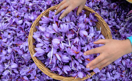 زعفران خراسان شمالی، چشم انتظار ساماندهی /فاروج قطب تولید زعفران در خراسان شمالی