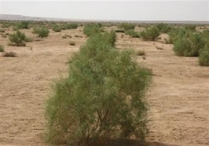 اجرای طرح بیابان‌زدایی در مناطق بیابانی استان سمنان/ایجاد جنگل دست کاشت
