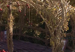 خادمانی که آتش انتظار از 