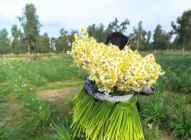 برگزاری جشنواره‌ گل نرگس بهبهان در سطح ملی
