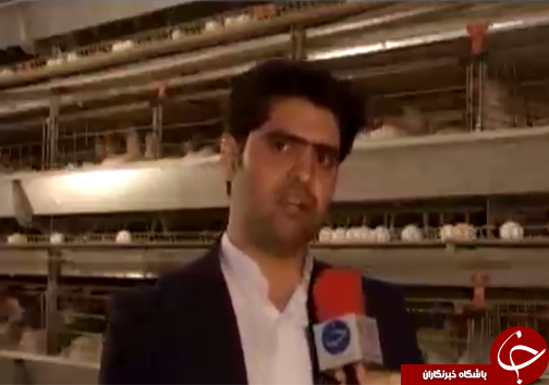 کارآفرینی واشتغال با تولید تخم مرغ/تولیدبخش مهمی از تخم مرغ کشور درلرستان+تصاویر
