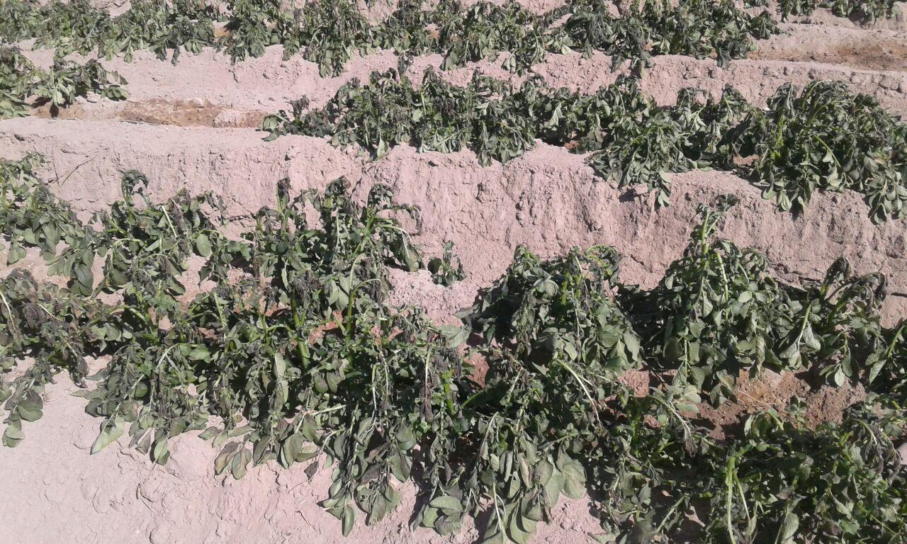 خسارت سرما به مزارع سیب زمینی عنبرآباد