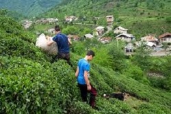 کشت محصولی مقاوم به شرایط دشوار + فیلم