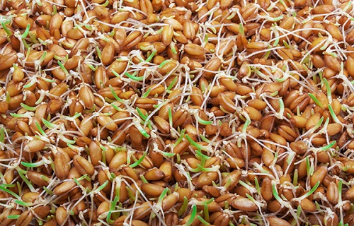 برای داشتن مو&zwnj;هایی پرپشت از چه مواد غذایی استفاده کنیم؟