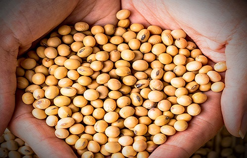 برای داشتن مو&zwnj;هایی پرپشت از چه مواد غذایی استفاده کنیم؟