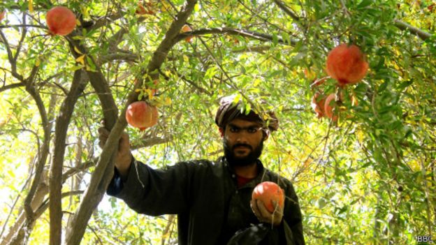 افزایش 35 درصدی صادرات انار قندهار