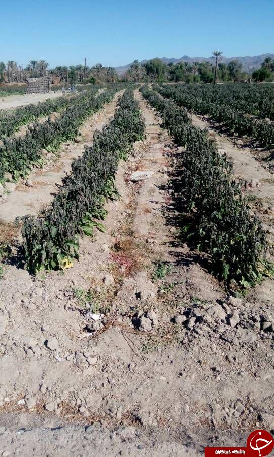 سرما، خسارت فراوانی به مزارع کشاورزی 