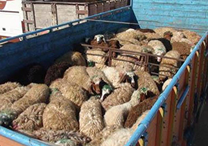 کشف احشام بدون مجوز
