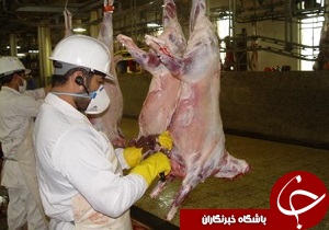 خارج کردن بیش از ۹ تن لاشه دام از چرخه مصرف