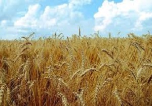 کاهش 15 درصدی سطح زیر‌کشت محصولات با نیاز آبی بالا در اردبیل