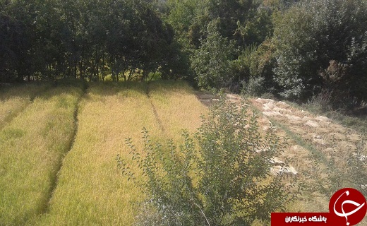 نمایی زیبا از مزرعه برنج در روستای ایدلیک + تصاویر