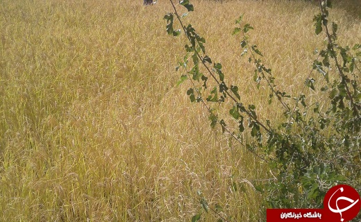 نمایی زیبا از مزرعه برنج در روستای ایدلیک + تصاویر
