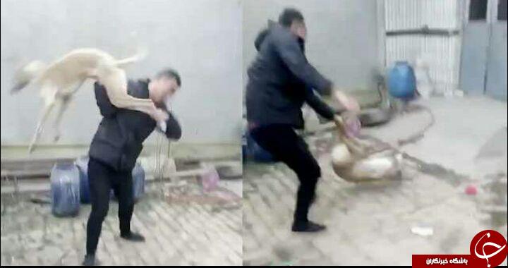 رفتار غیرانسانی شهروند چینی با یک حیوان، موجب خشم میلیون ها نفر شد + فیلم//////////////////////////