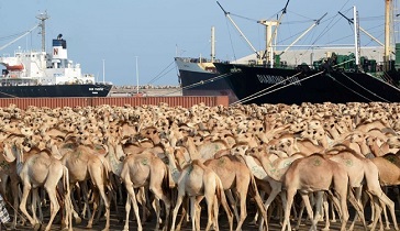 شترهای اروپایی در راه ایران  + فیلم