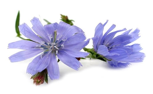 موثرترین گیاهان دارویی برای مقابله با سرخجه/ نابودی سرخجه با نسخه&zwnj;های گیاهی