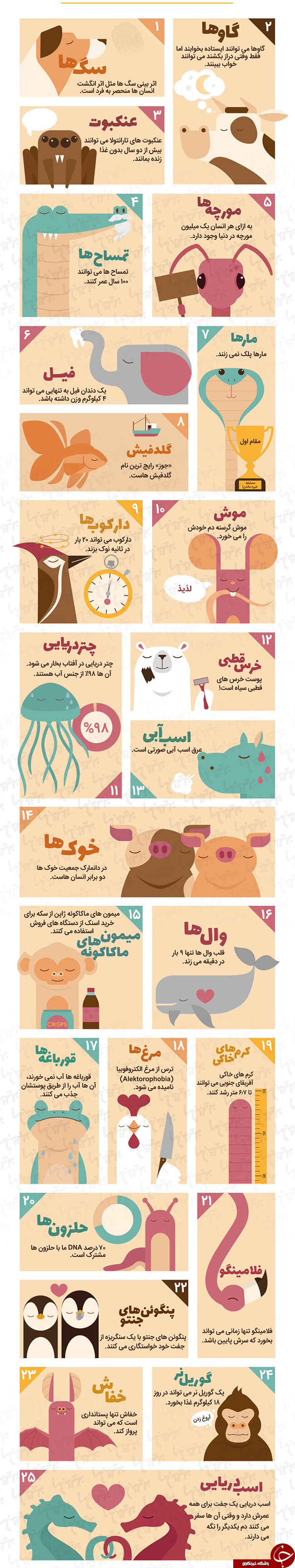 50 راز عجیب از دنیای حیوانات+اینفوگرافیک