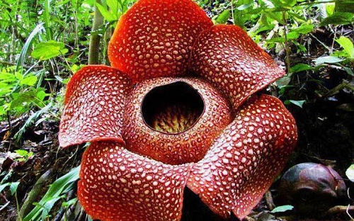 گیاهی که هر 12 ماه سال گل می&zwnj;دهد +عکس