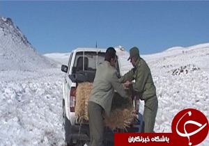 توزیع علوفه برای تغذیه وحوش