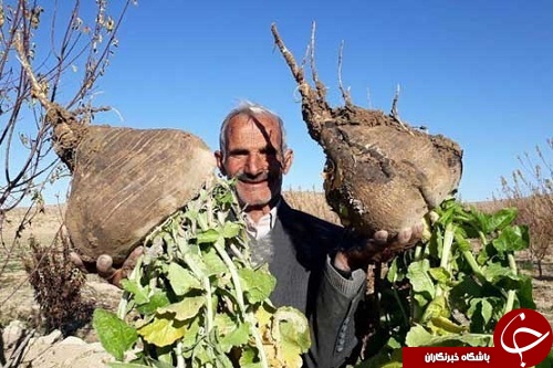 ترب عظیم الجثه در ایران تعجب کارشناسان را برانگیخت +عکس