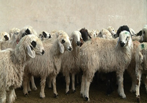 فاز دوم طرح اصلاح نژاد گوسفند لری بختیاری
