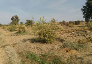 تصاویری از خسارت‌های به جامانده سرمای شدید در سندرک