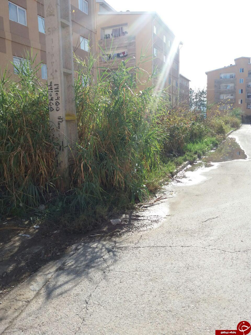 فضای سبز نامناسب در مسکن مهر گنبدکاووس + تصاویر