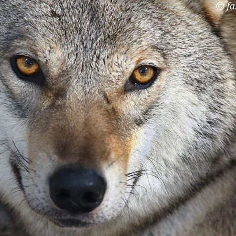 ادامه تلاش ها برای یافتن مفقودین/روستای پلکانی زاگرس مرکزی در محاصره محرومیت/دستگیری قاتلان پدر/