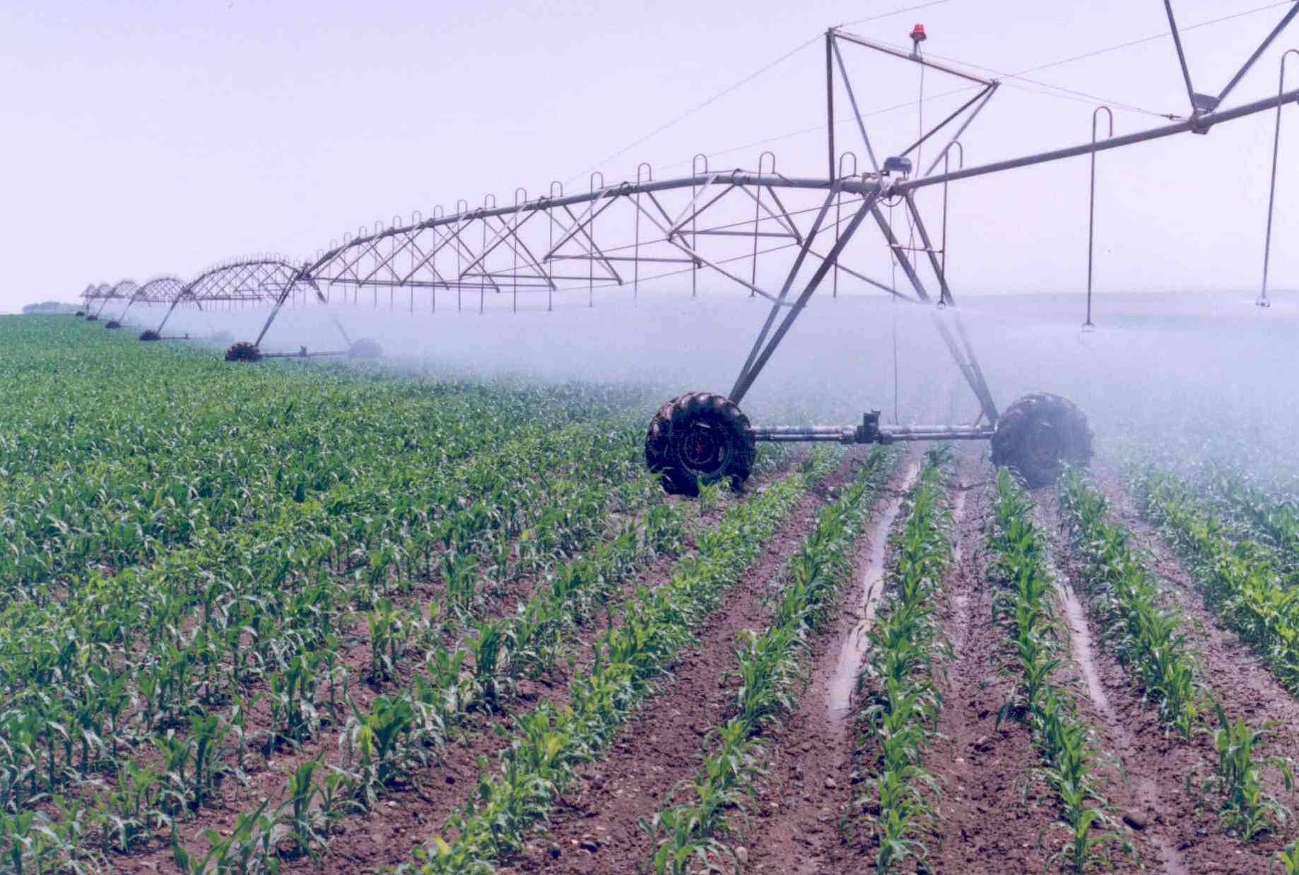 کشت مکانیزه زیره سبزدر اسفراین