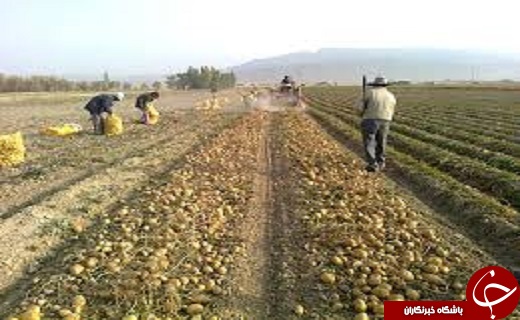مدیران، برنامه محوری را سرلوحه کار&zwnj;های خود قرار دهند /صادرات ۵۰ هزارتن سیب از آذربایجان غربی به خارج از کشور /کشت سیب زمینی در اراضی زراعی آذربایجان غربی