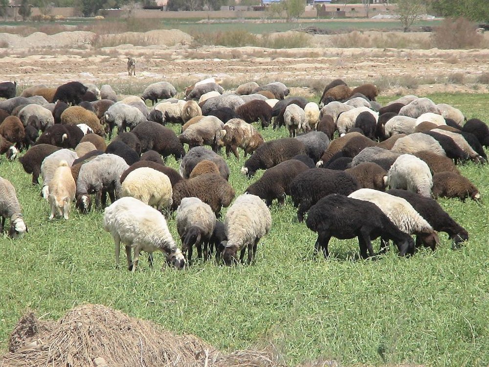 اجرای طرح افزایش بهره وری دام سبک در تربت جام
