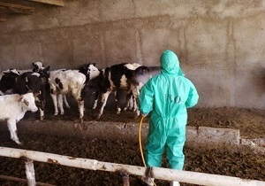 افزایش 30 درصدی سمپاشی علیه انگل های خارجی در خراسان جنوبی