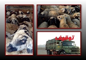 افزایش 58 درصدی توقیف محموله های غیر مجاز دام در خراسان جنوبی