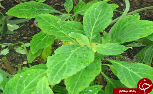 مواد مخدرهای ویرانگر با تاثیراتی عجیب و غریب +تصاویر