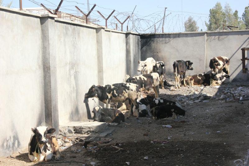کشف احشام قاچاق در شهرستان ایرانشهر