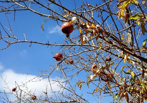 توصیه‌های هواشناسی کشاورزی ۱۳۹۶/۰۹/۱۹