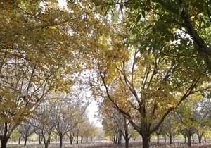 چشم‌اندازی از طبیعت پاییزی مشهدمرغاب در قاب دوربین + فیلم
