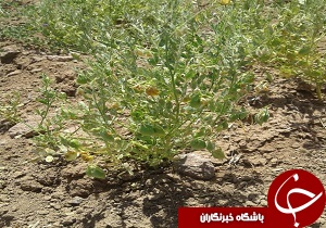 آغاز کشت انتظاری نخود و عدس در شهرستان قزوین
