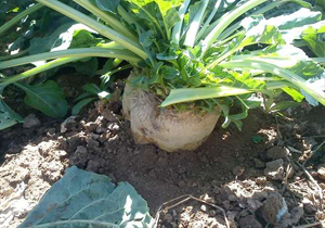 کشت چغندر قند برای نخستین بار در گچساران