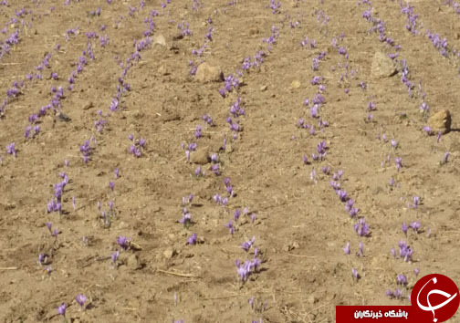 کشت زعفران طلای سرخی درلرستان/برداشت ۴۰۰ کیلوگرم زعفران ازسطح زمین&zwnj;های کشاورزی لرستان+تصاویر