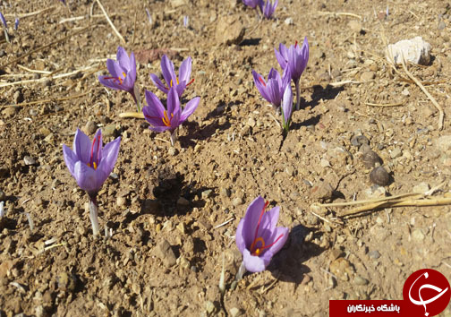 کشت زعفران طلای سرخی درلرستان/برداشت ۴۰۰ کیلوگرم زعفران ازسطح زمین&zwnj;های کشاورزی لرستان+تصاویر