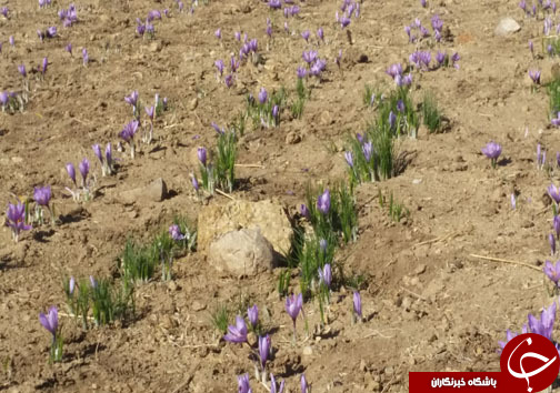 کشت زعفران طلای سرخی درلرستان/برداشت ۴۰۰ کیلوگرم زعفران ازسطح زمین&zwnj;های کشاورزی لرستان+تصاویر