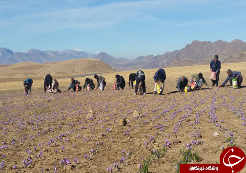 کشت زعفران طلای سرخی درلرستان/برداشت ۴۰۰ کیلوگرم زعفران ازسطح زمین&zwnj;های کشاورزی لرستان+تصاویر