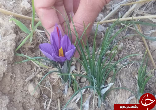 کشت زعفران طلای سرخی درلرستان/برداشت ۴۰۰ کیلوگرم زعفران ازسطح زمین&zwnj;های کشاورزی لرستان+تصاویر