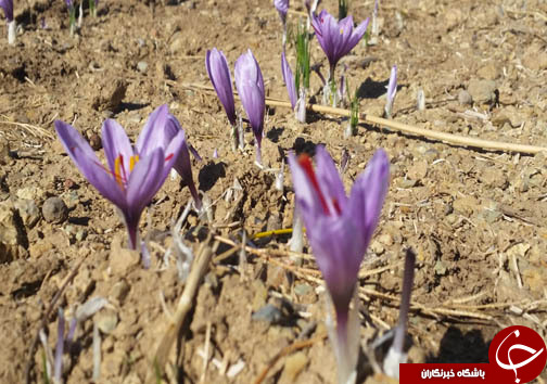 کشت زعفران طلای سرخی درلرستان/برداشت ۴۰۰ کیلوگرم زعفران ازسطح زمین&zwnj;های کشاورزی لرستان+تصاویر