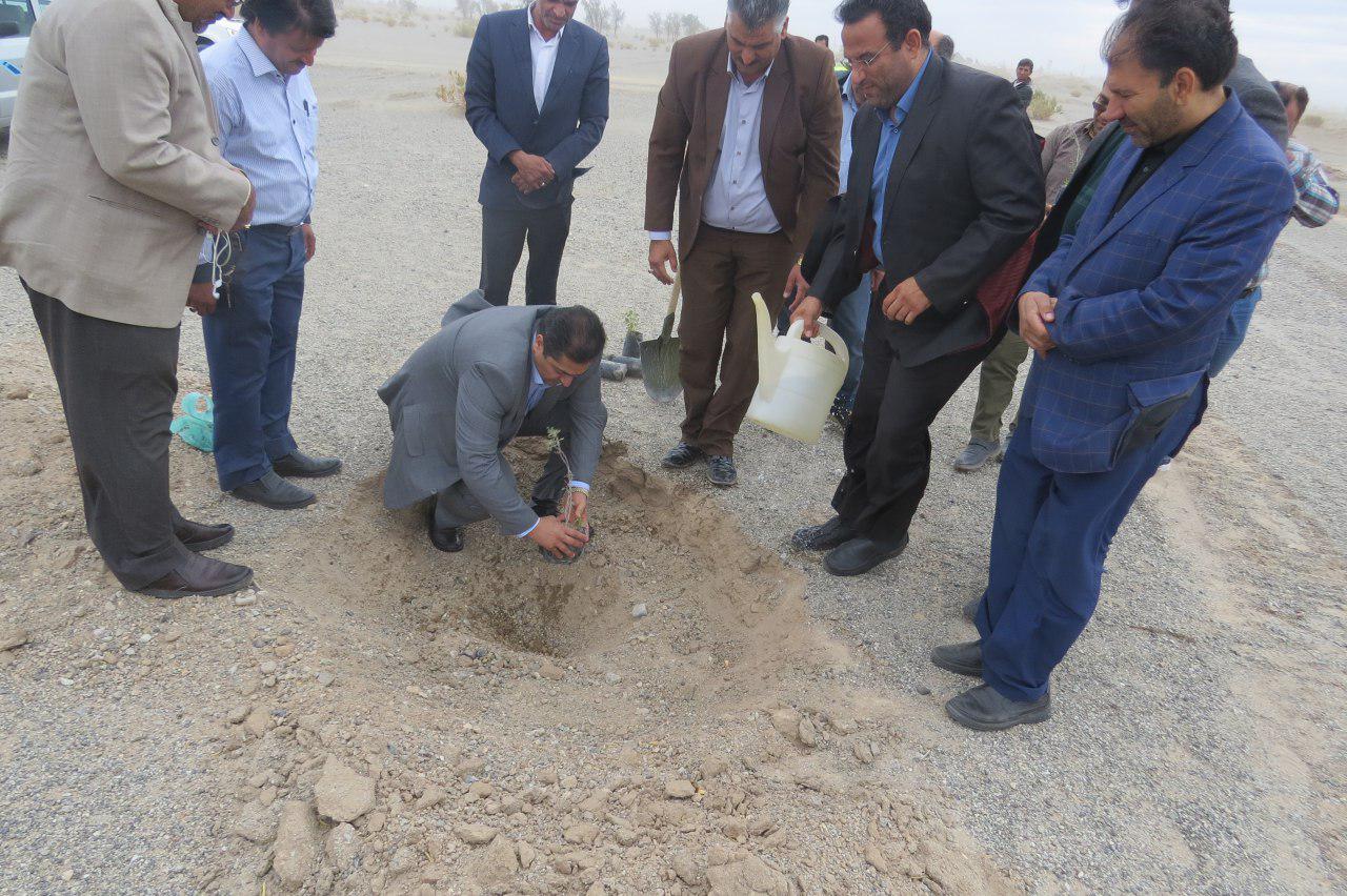 کشت نهال در 700 هکتار از کانون‌های بحرانی فرسایش بادی ریگان