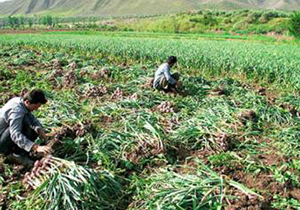 برداشت سیر از مزارع بیضا