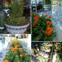 کاشت بیش از25 هزاربوته انواع گل در مشهد