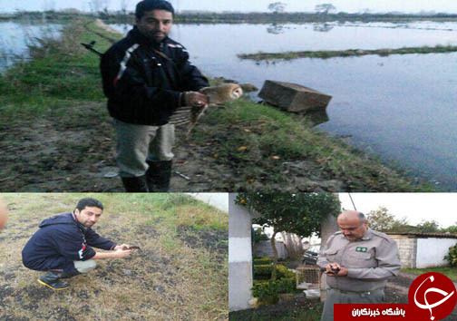 دستگیری ۷ شکارچی درسه شهر مازندران